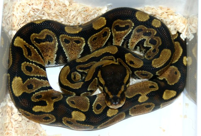 h python regius w 20110919 005