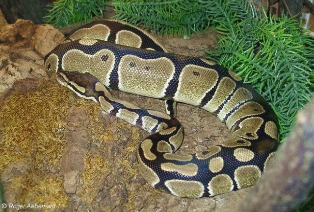 python regius10