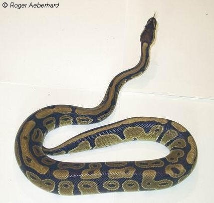 python regius16