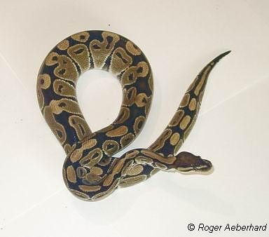 python regius17